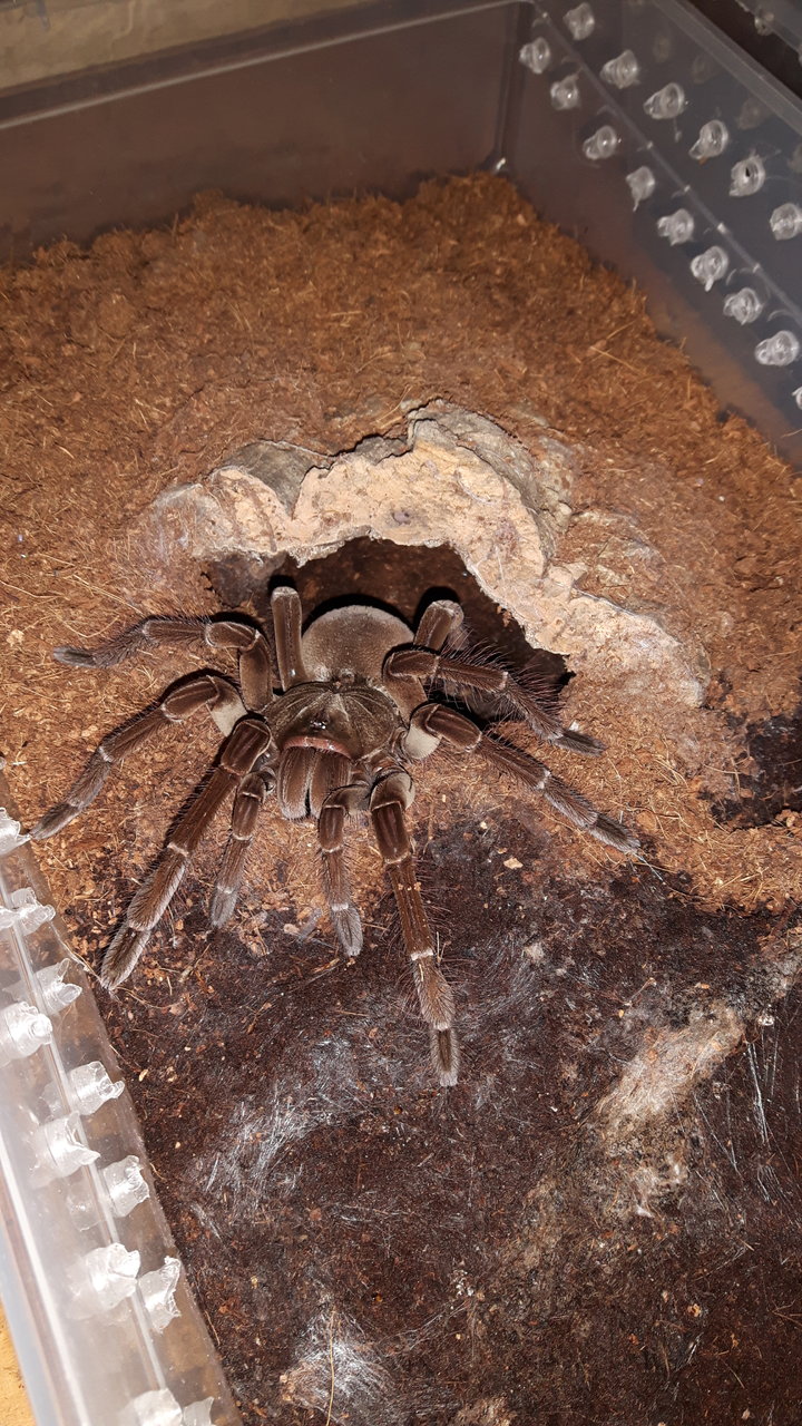 T.stirmi