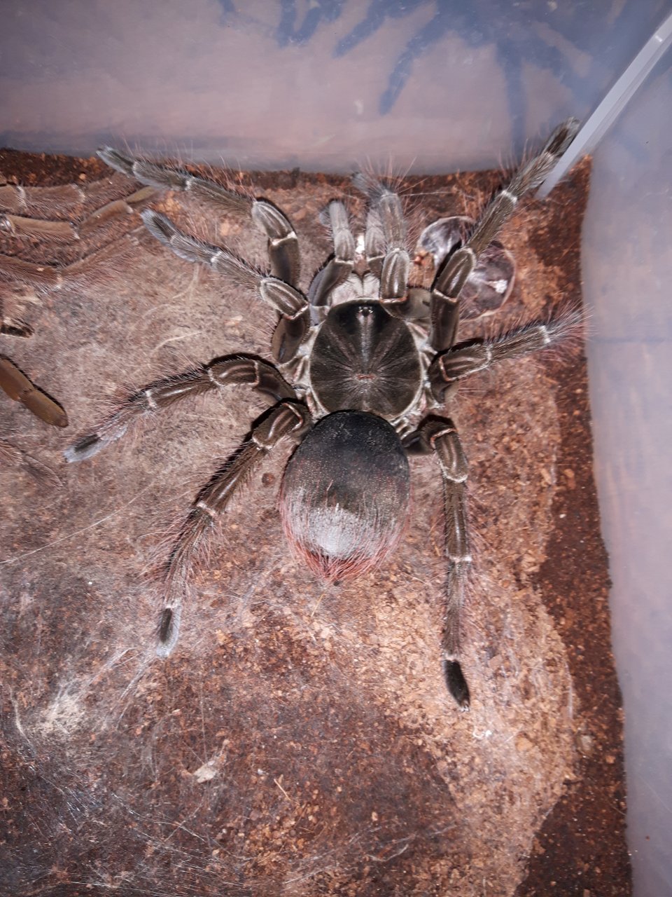 T.stirmi