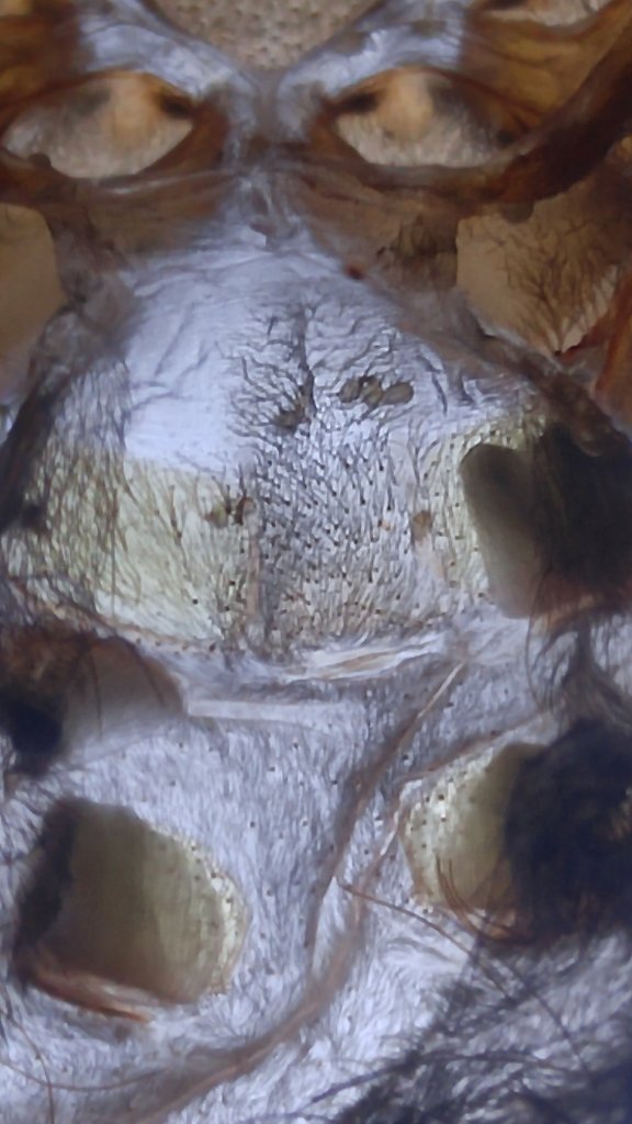 T. Stirmi