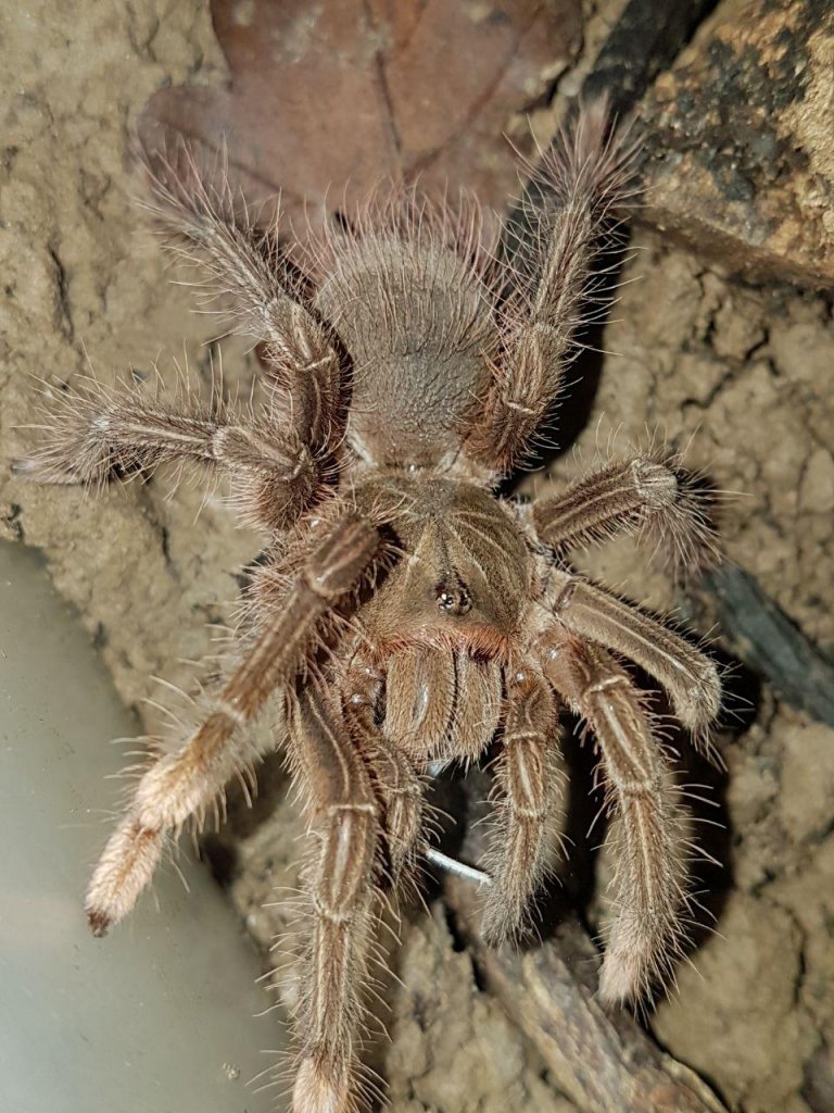 T. stirmi