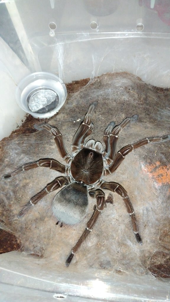 T. stirmi