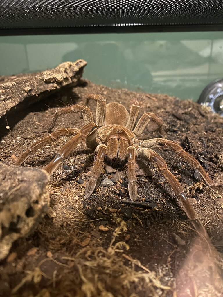 T. stirmi