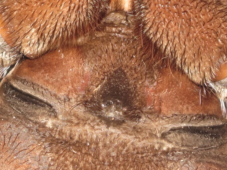 T.stirmi2.jpg