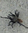 t.tarantula