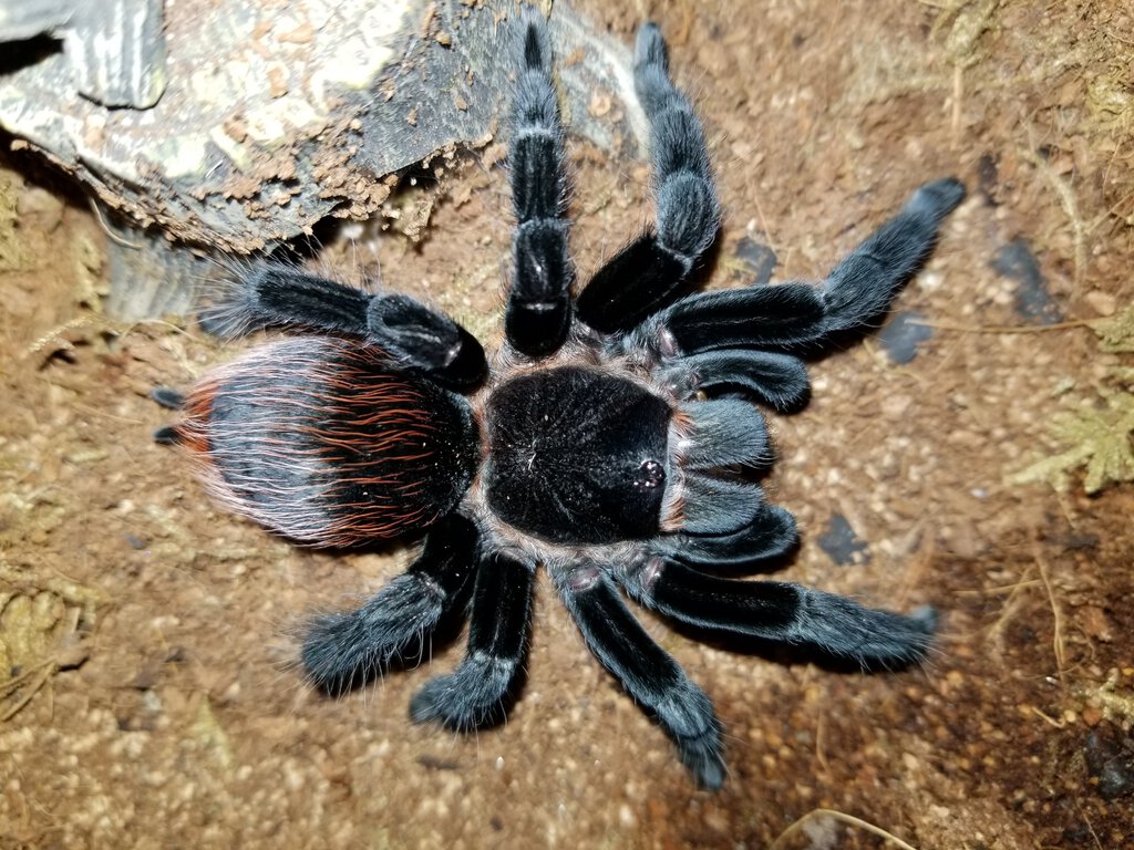 T vagans adult female