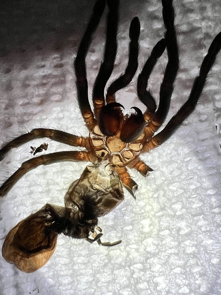 T. Vagans Molt around 2.5 to 3 inches