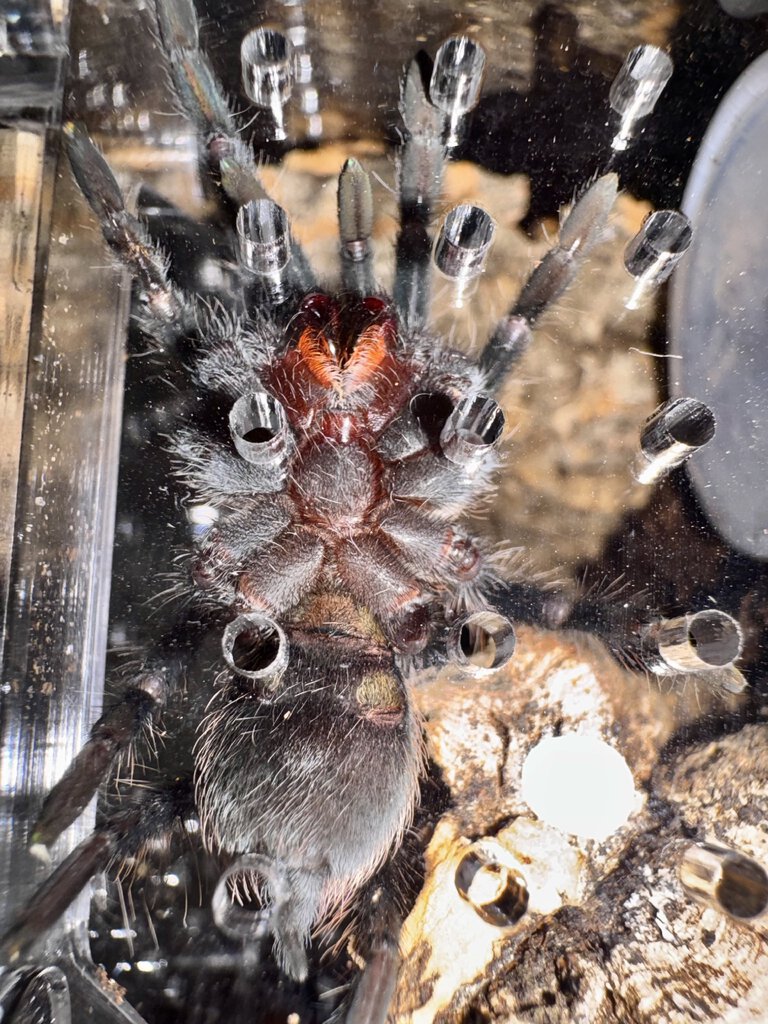 T. Vagans (not quite 2”)