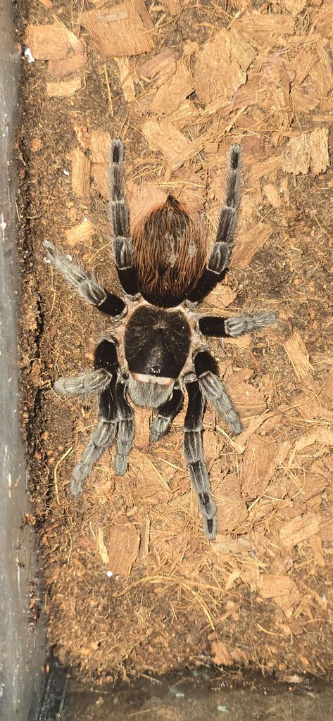 T. vagans (sold as A. anax)