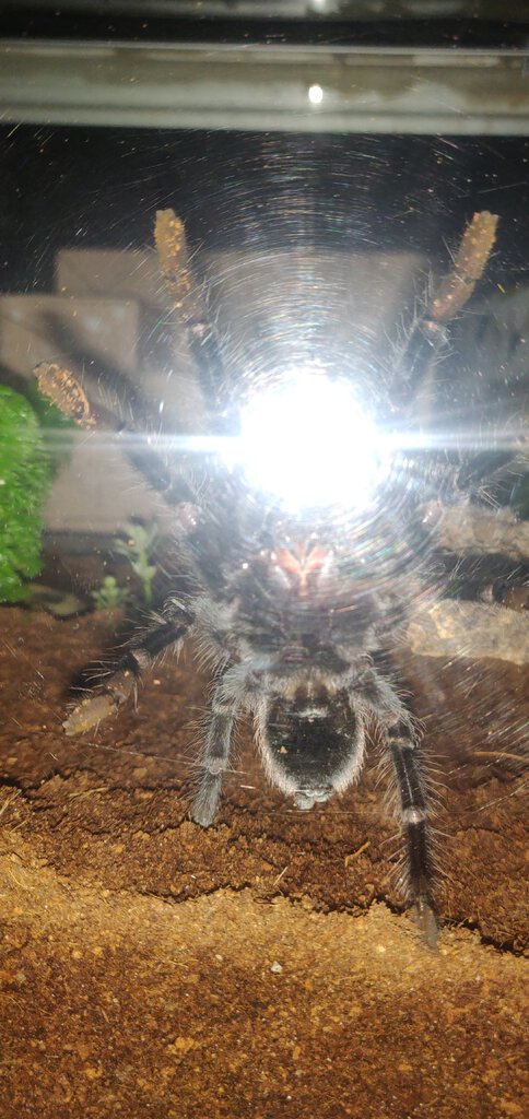 T. Vagans