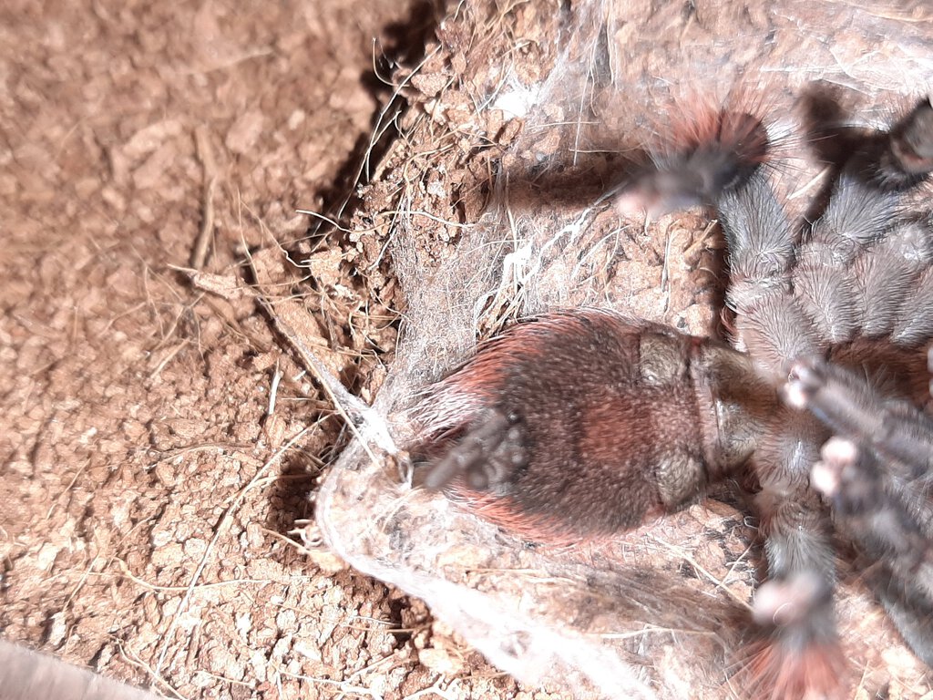 T. Vagans