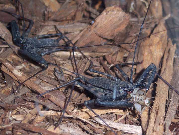 Tailless whip scorpion eating a cricket