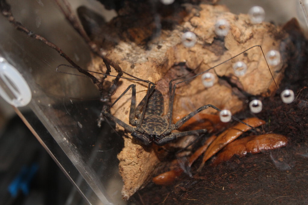 Tailless Whip Scorpion Species?