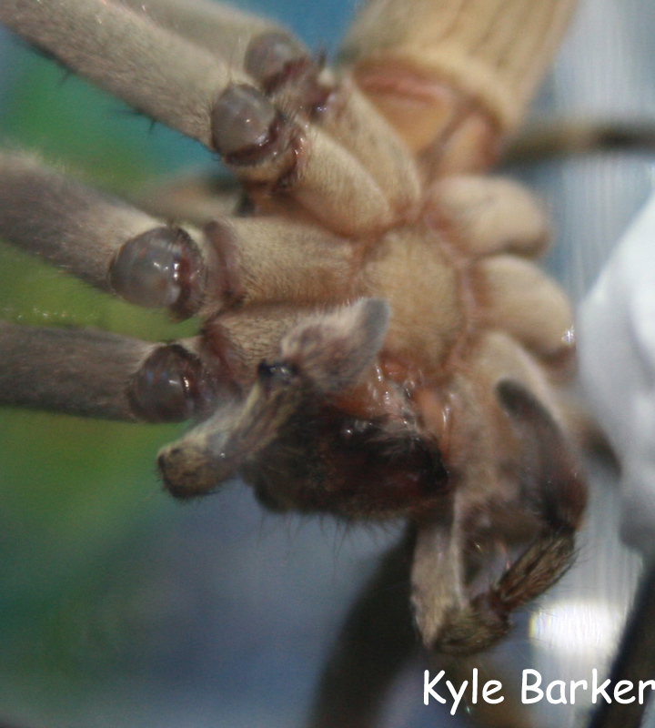 Taiwanese Spider