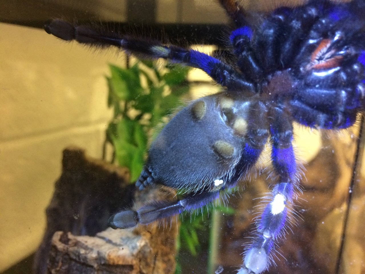 Take 2 (Poecilotheria metallica)