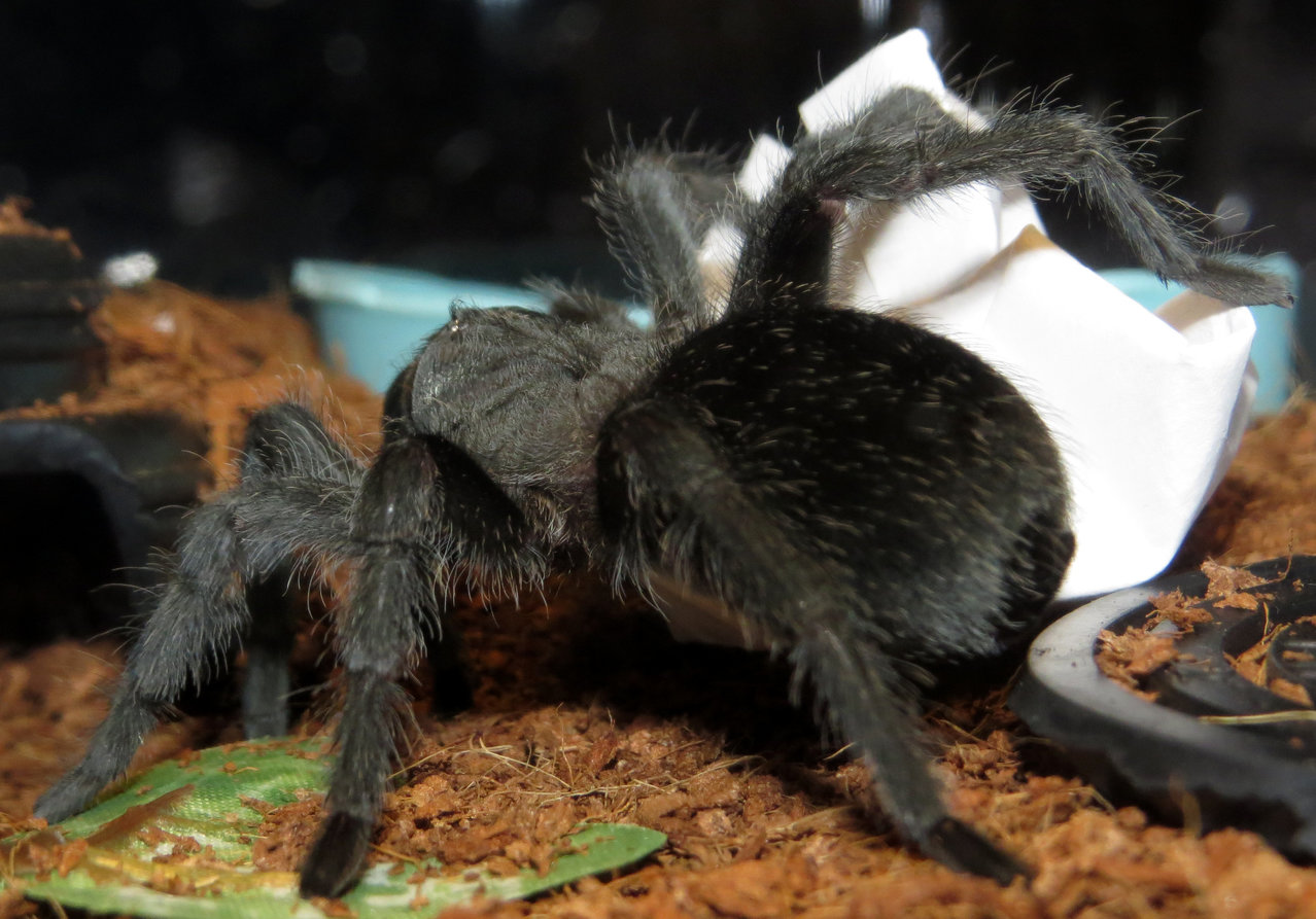 Taking Out the Trash (Grammostola pulchra)