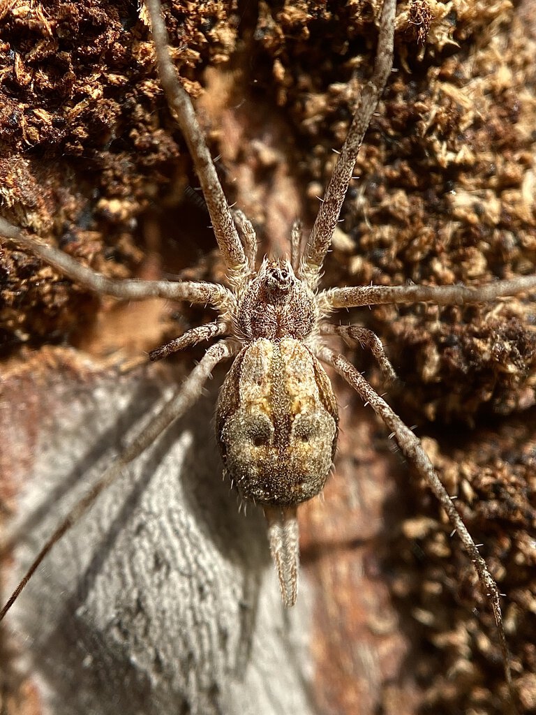 Tamopsis cf. fickerti