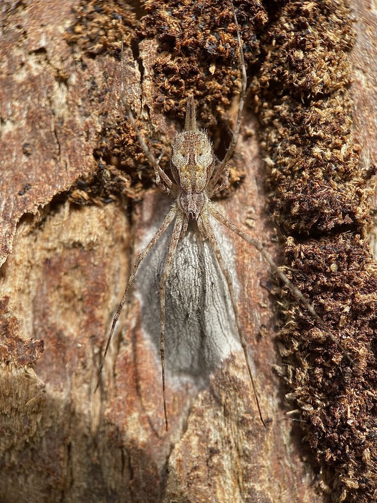 Tamopsis cf. fickerti