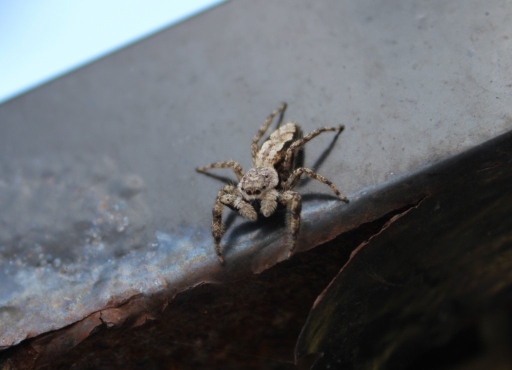 Tan jumping spider