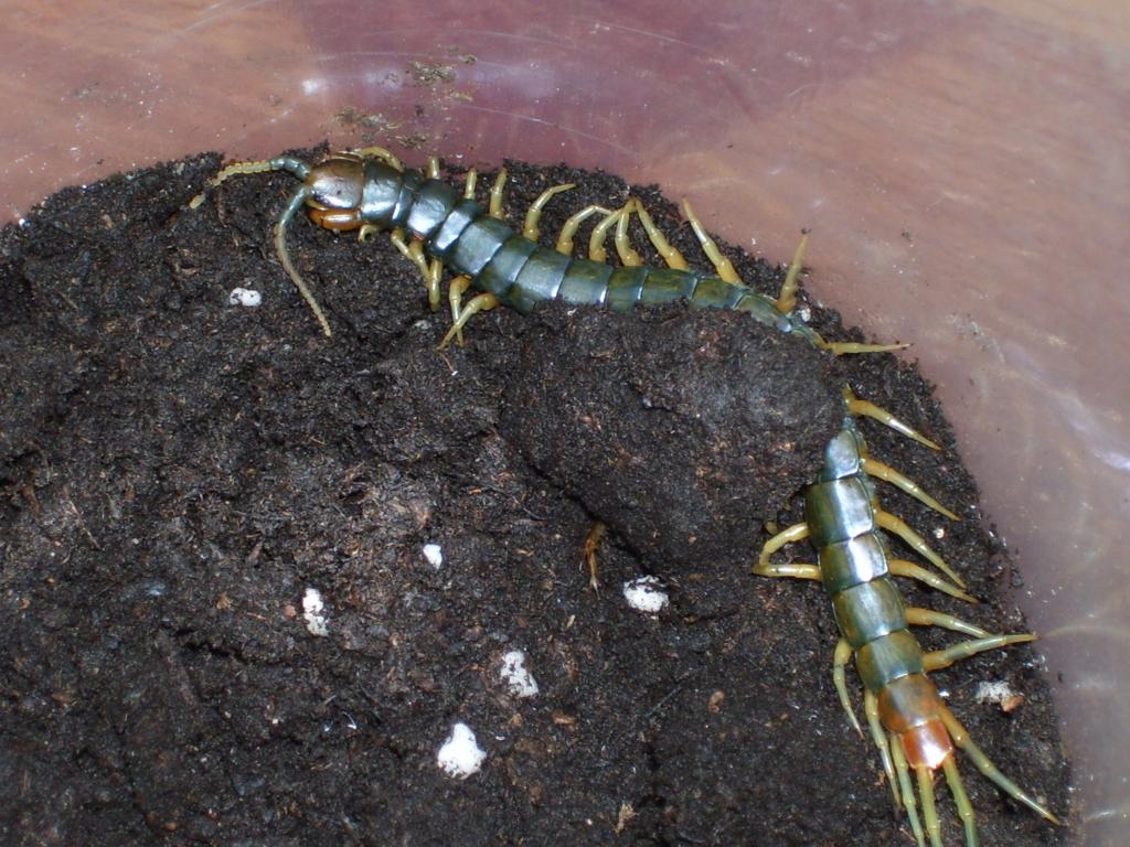 Tanzanian Centipede