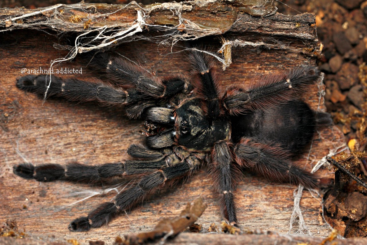 Tapinaichenius cf. brunneus.