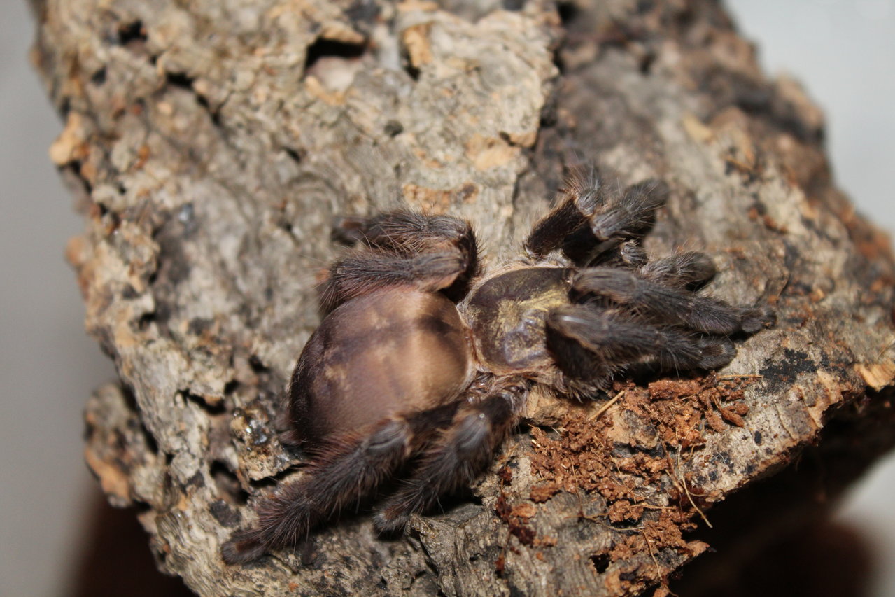 Tapinauchenius plumipes