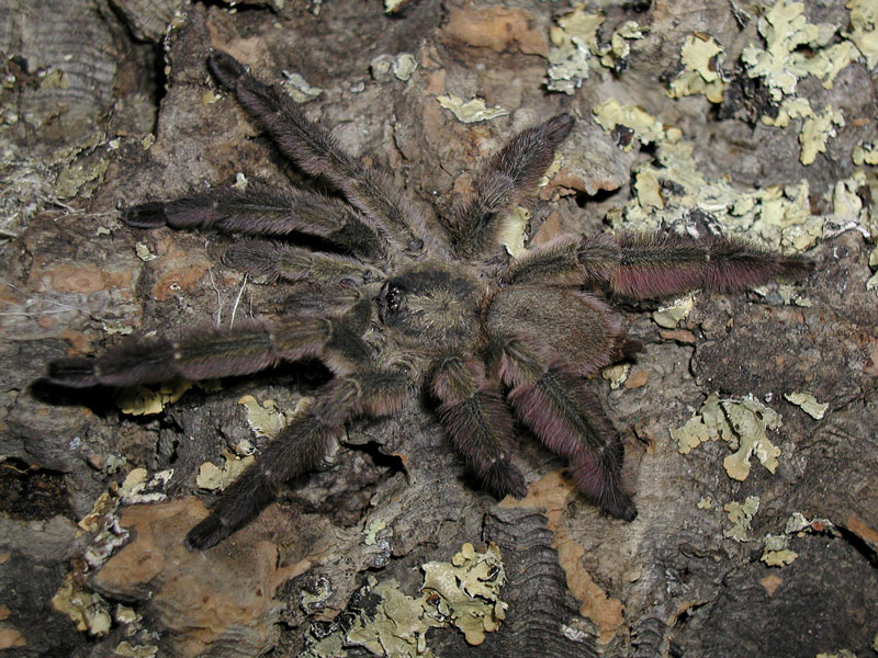 Tapinauchenius plumipes