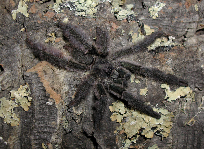 Tapinauchenius purpureus