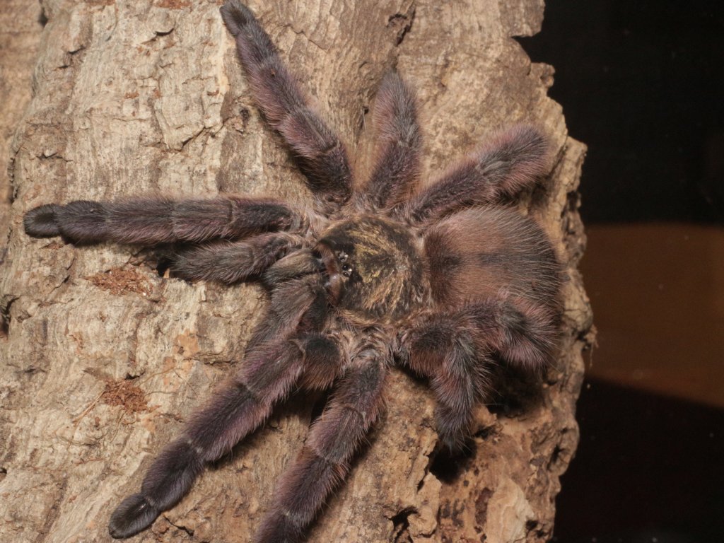 Tapinauchenius sp. Caribbean Diamond