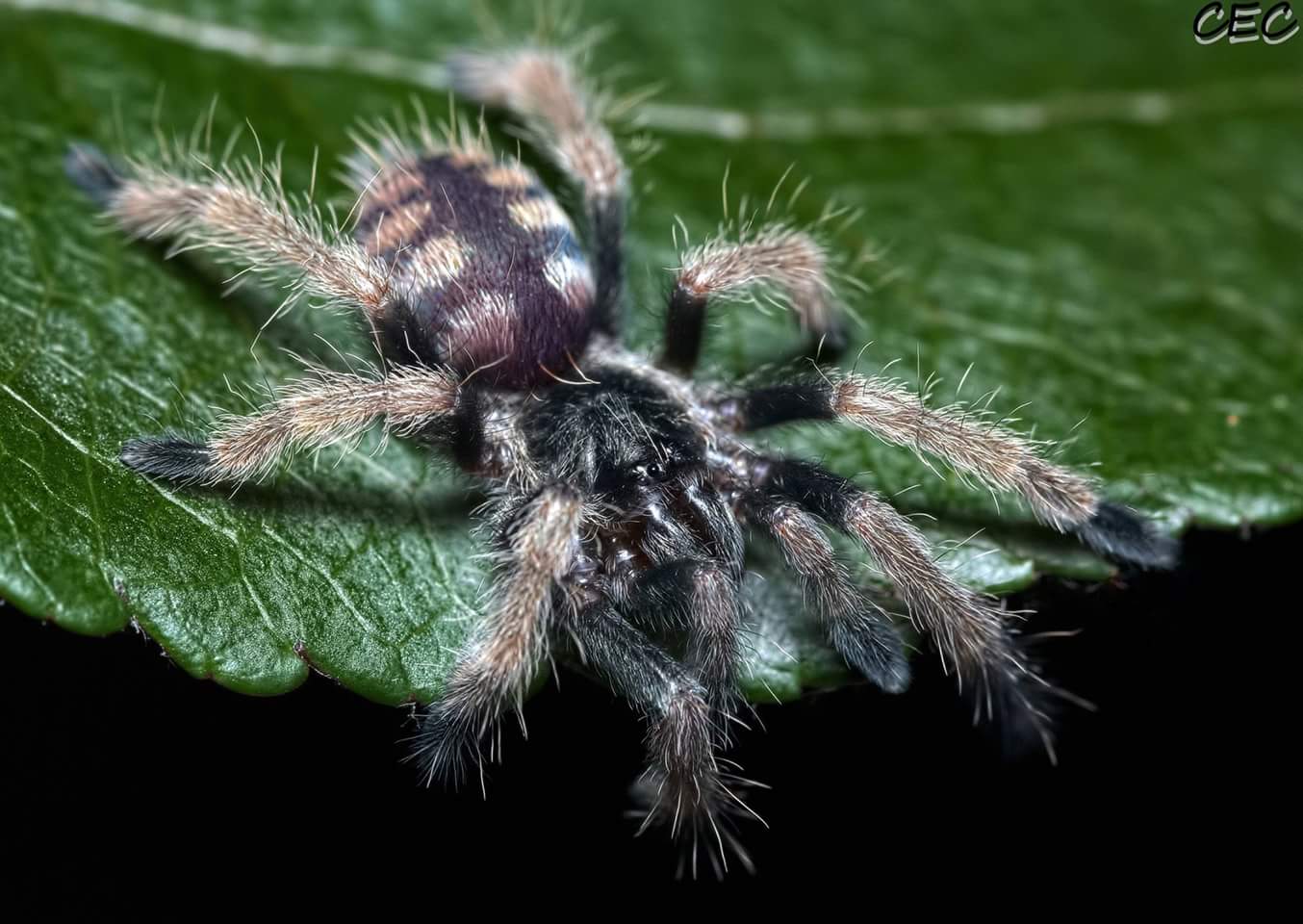 Tapinauchenius sp. "Colombia"