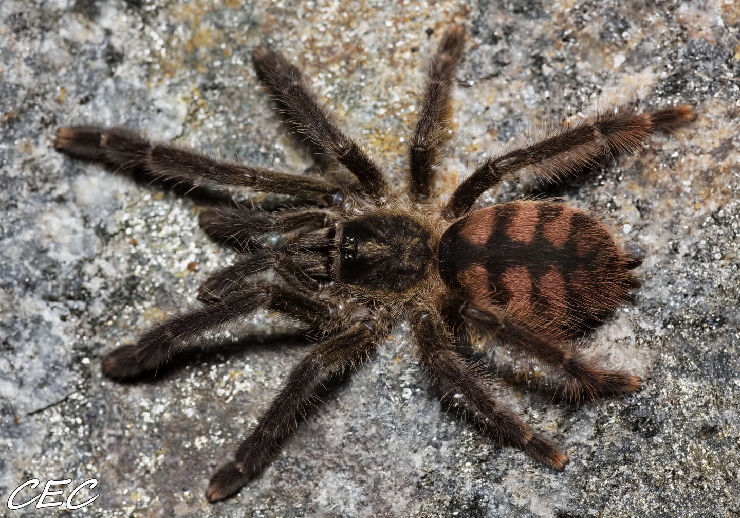 Tapinauchenius sp. "Colombia"