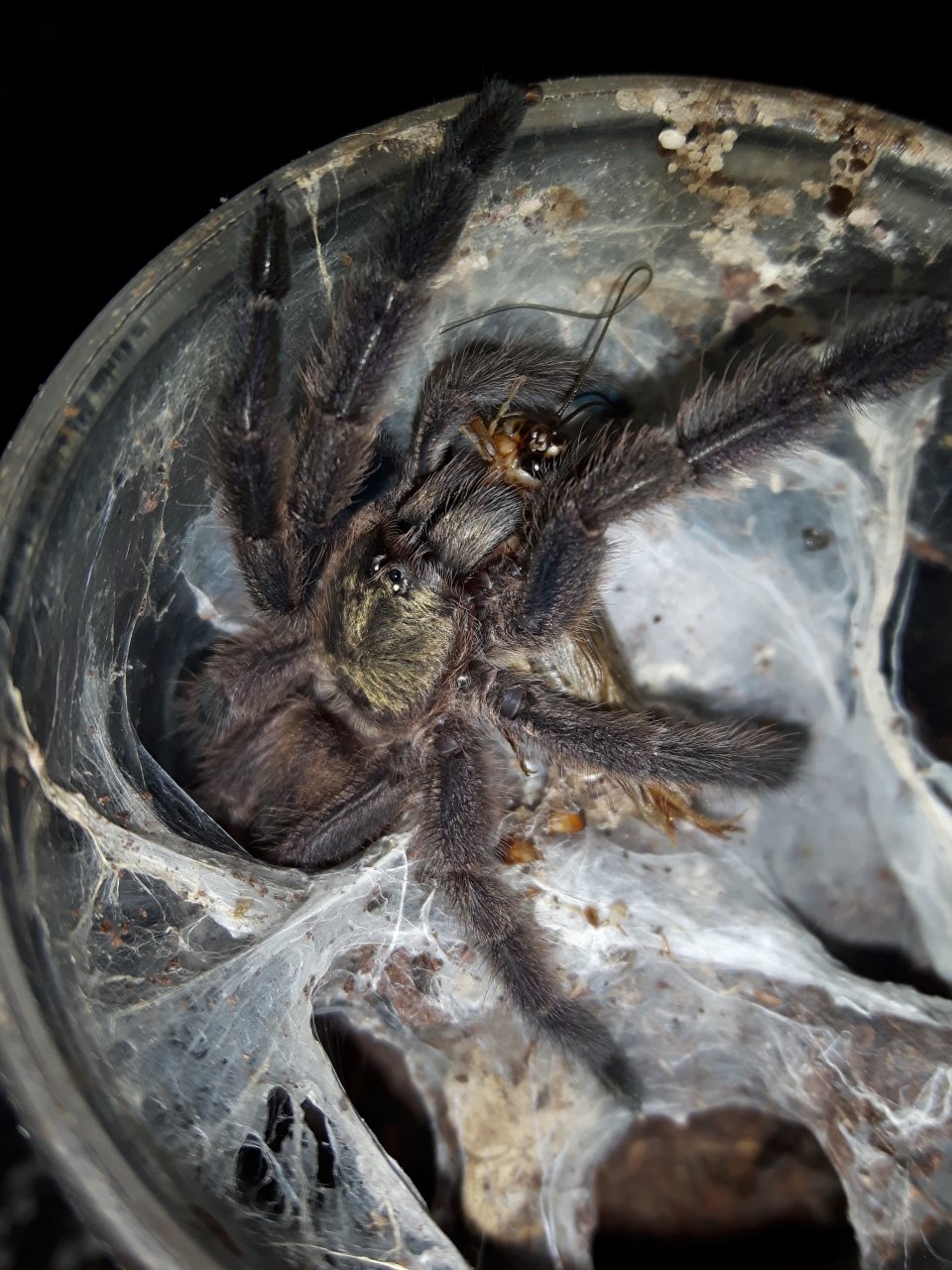 Tapinauchenius sp. Union island