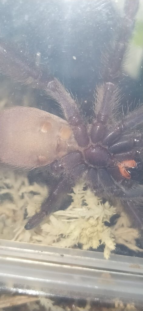 Tapinauchenius violaceus 3" dls