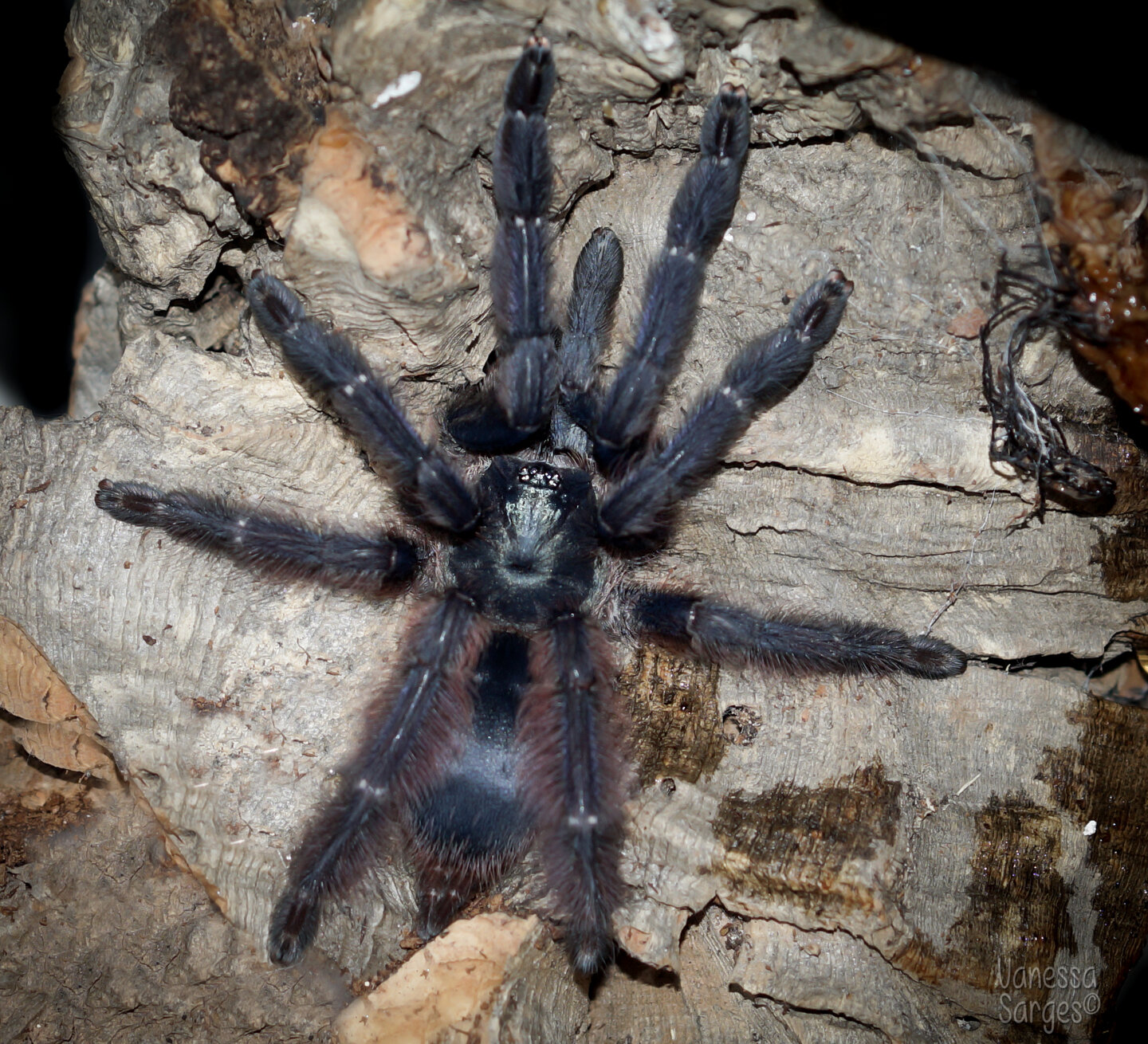 Tapinauchenius violaceus 4" Sub-Adult Female