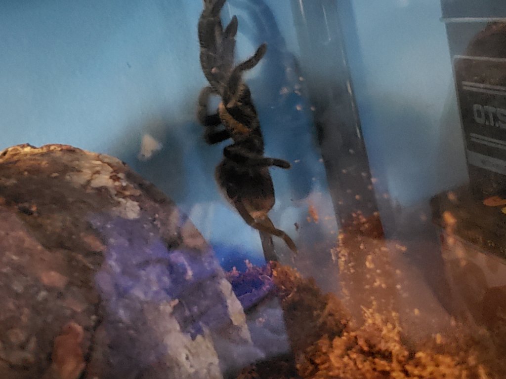 Tarantula 2