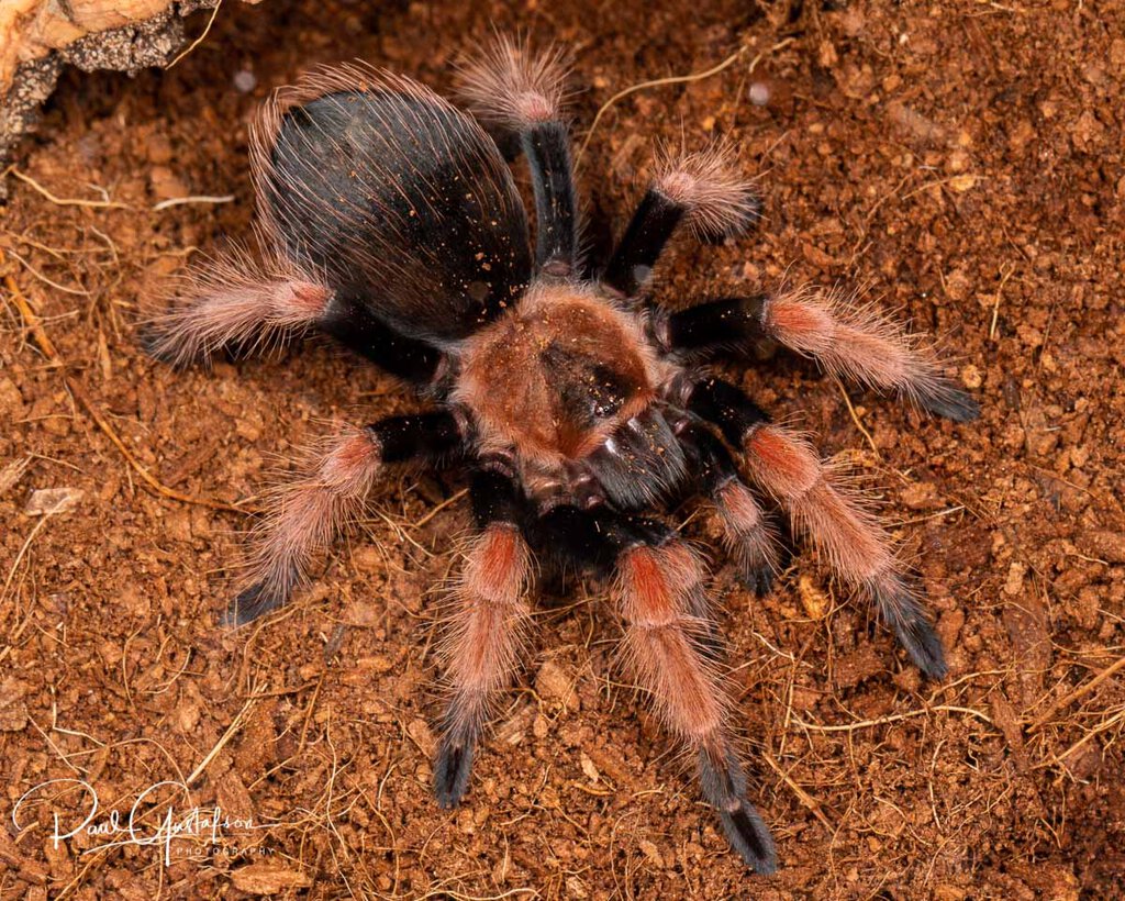 Tarantula Brachypelma boehmei-7231.JPG