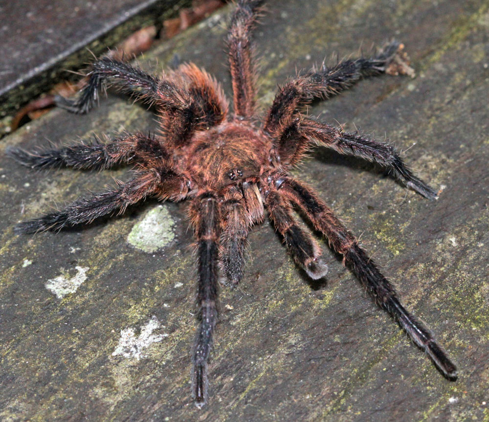 Tarantula Colombia