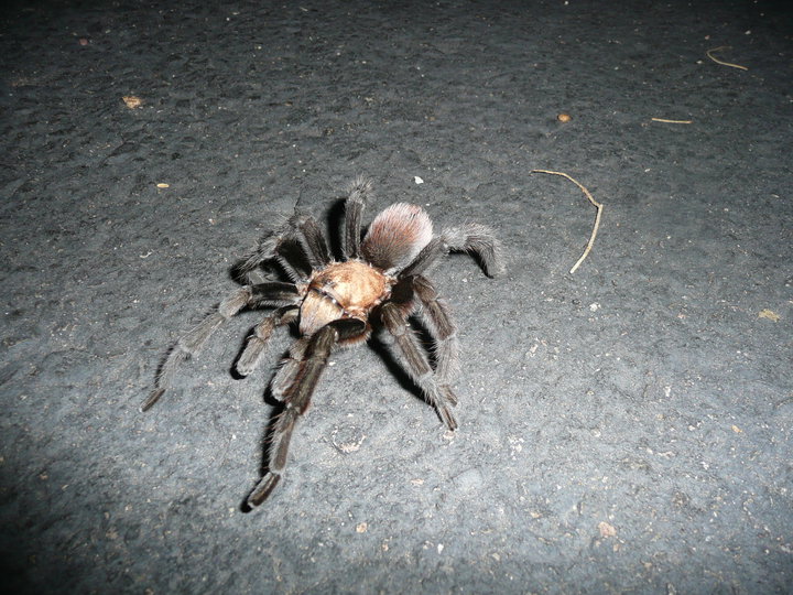 Tarantula Found In Southern Az, Usa