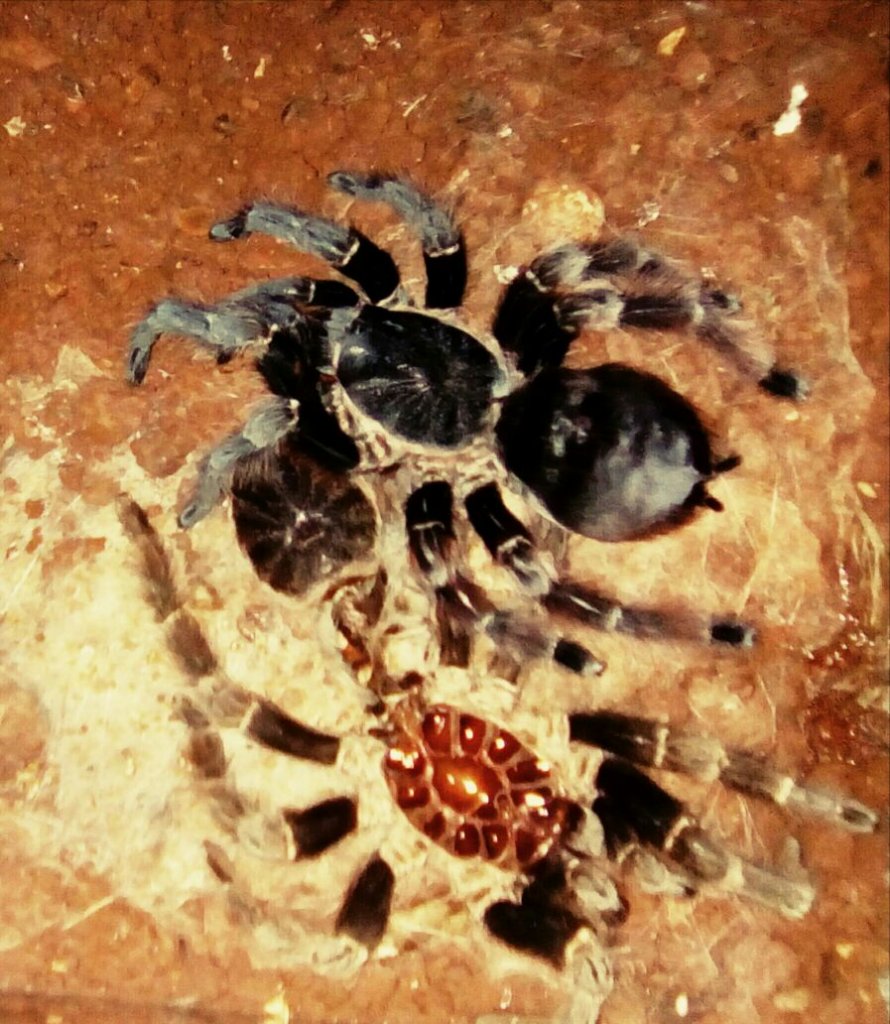 Tarantula From Argentina