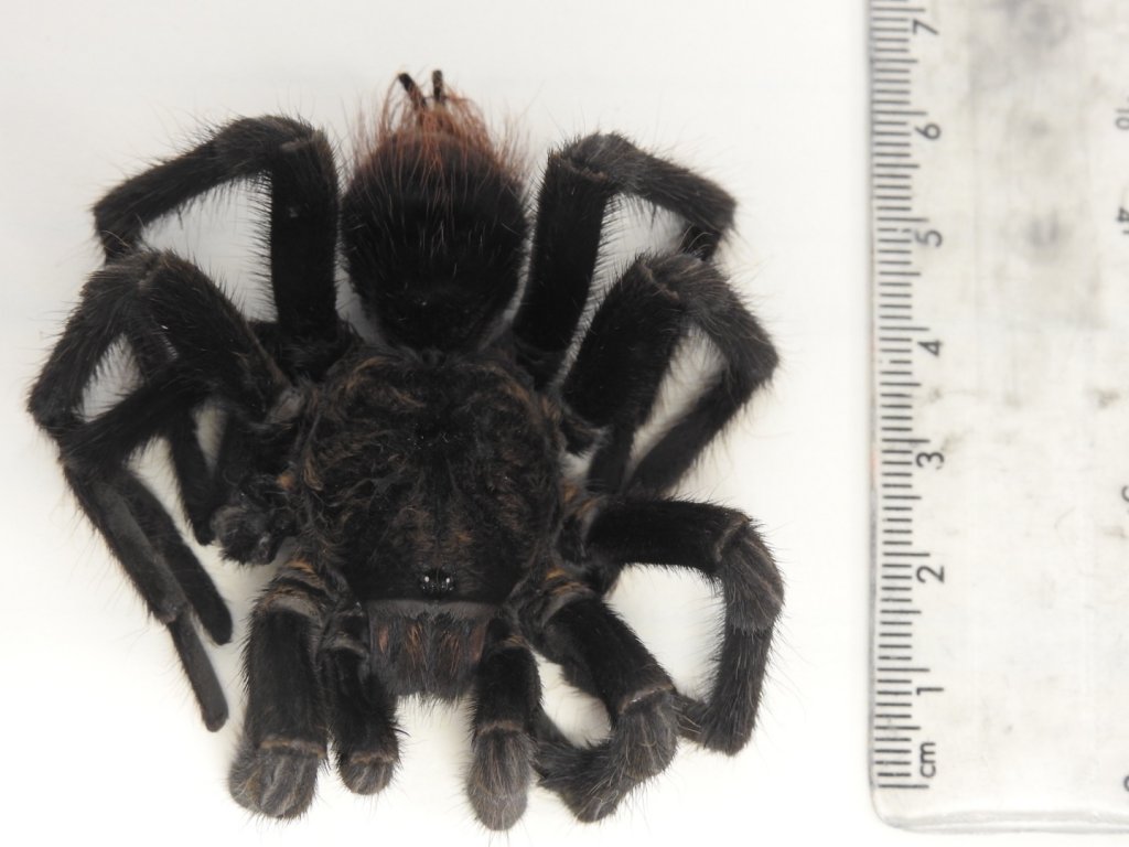 Tarantula from Cayman Islands