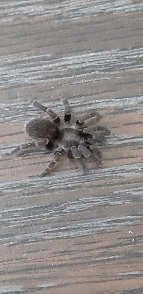 Tarantula from Cayman Islands