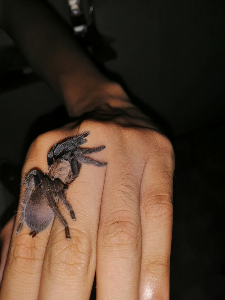 Tarantula From Philippines in Guimaras