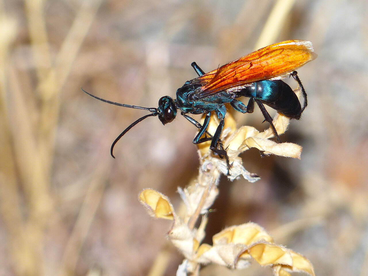 Tarantula Hawk Wasp