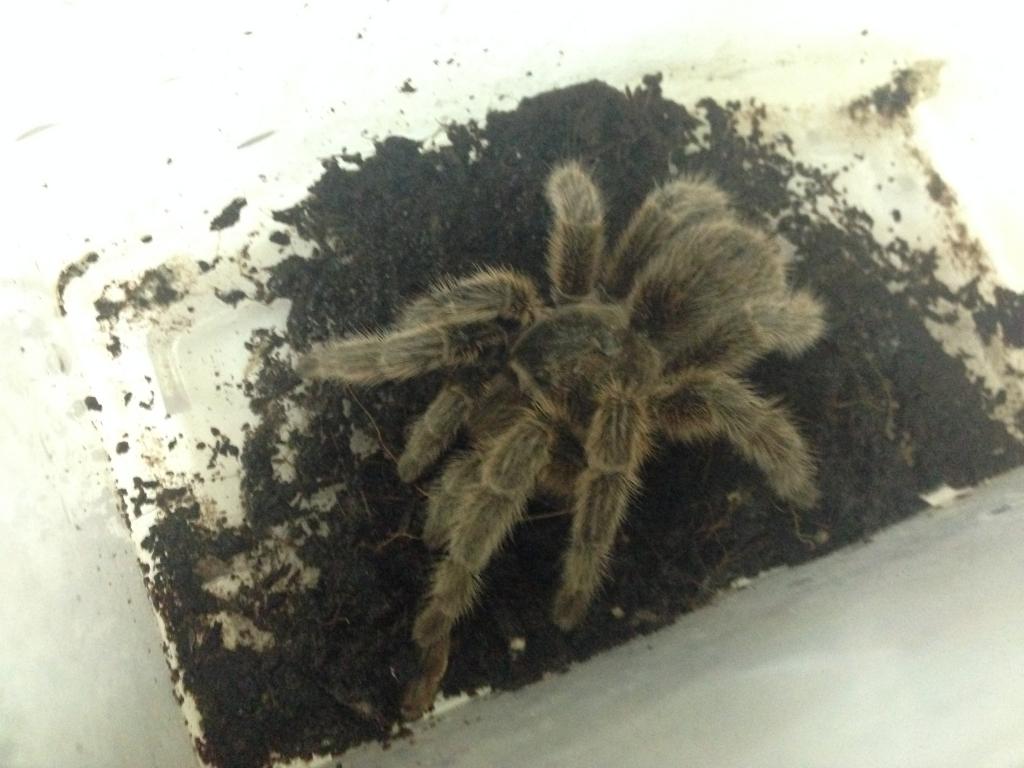 Tarantula ID and sex anyone ?