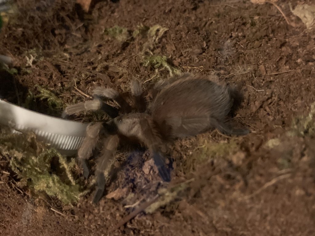 Tarantula ID Request [1/3]