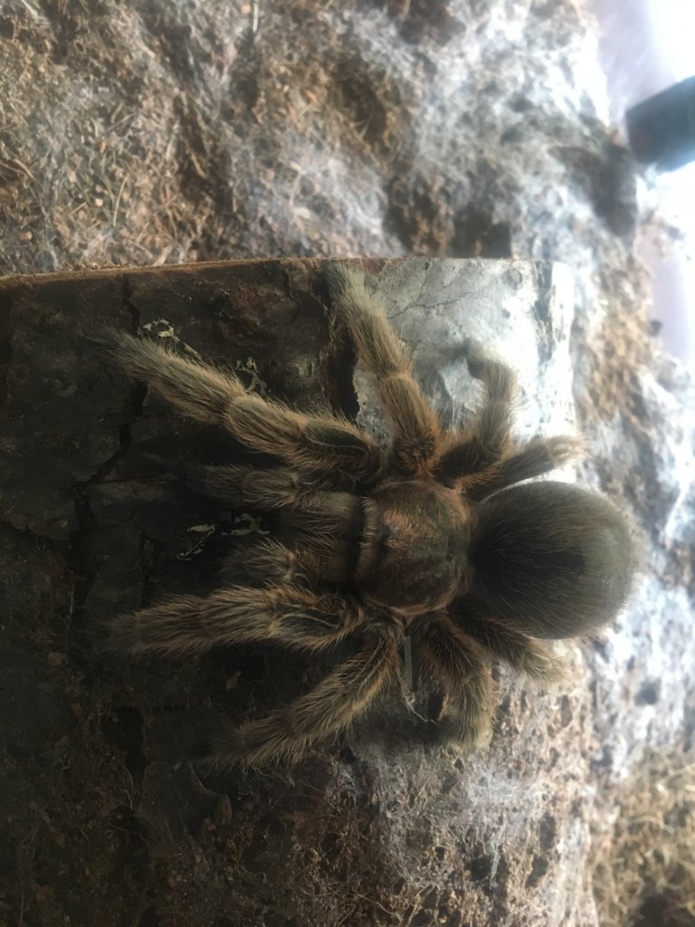 Tarantula ID Request