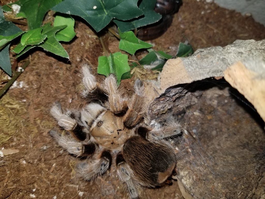 Tarantula ID Request