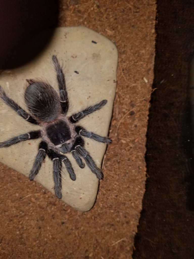 Tarantula ID Request