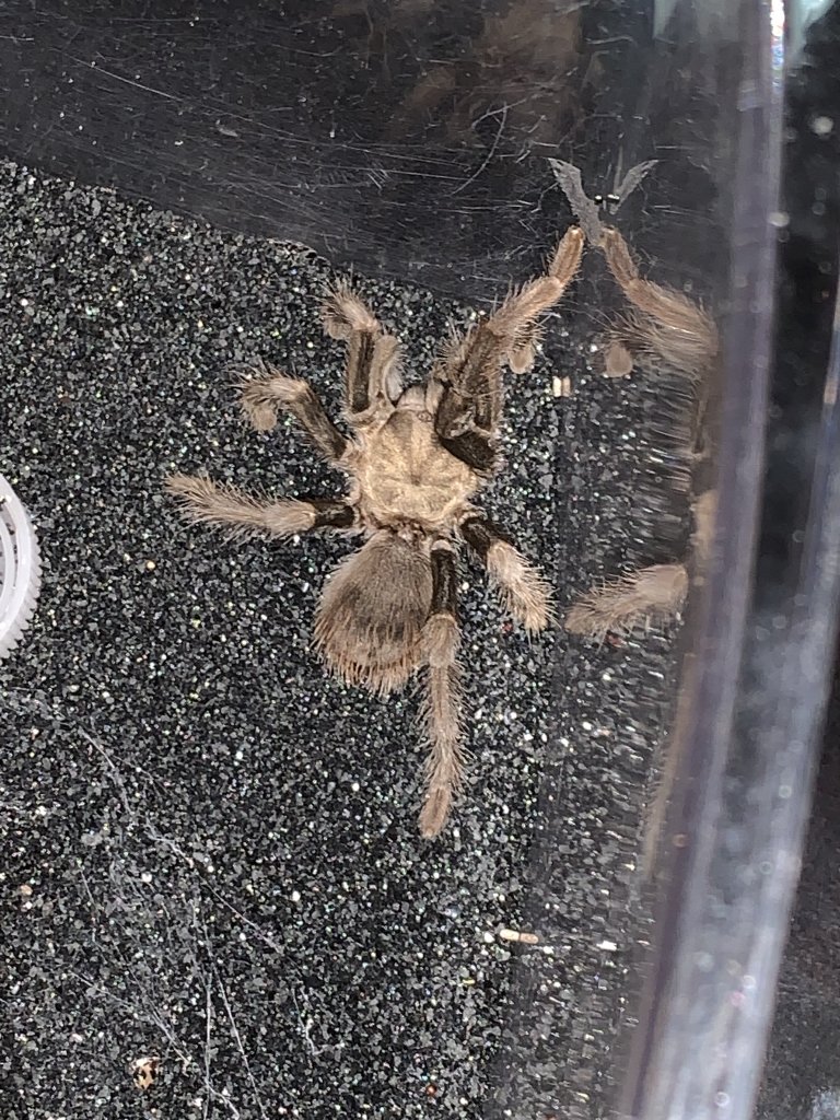 Tarantula ID Request