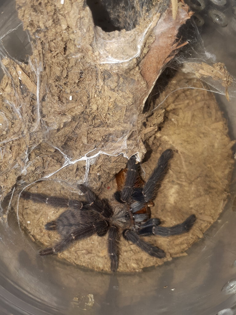 Tarantula ID Request