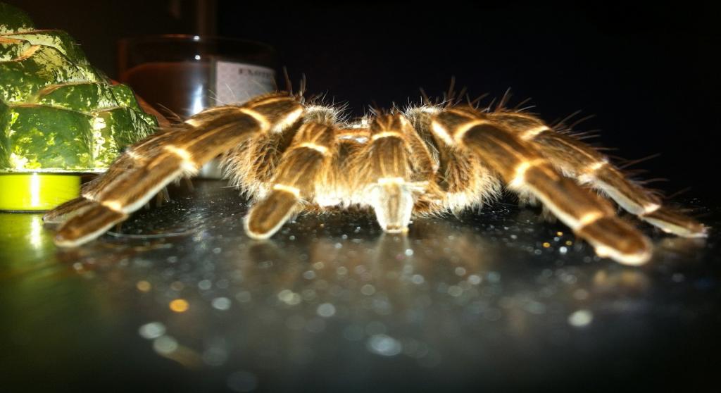 Tarantula ID